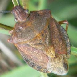 Carpocoris melanocerus
